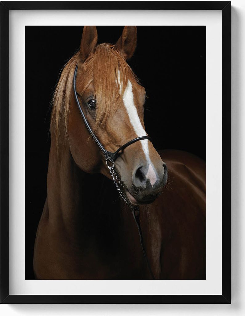 Braunes Pferd– Wandbild mit Rahmen – Gerahmtes Bild – Wanddekoration – 60x80 cm – Schwarz Rahmen