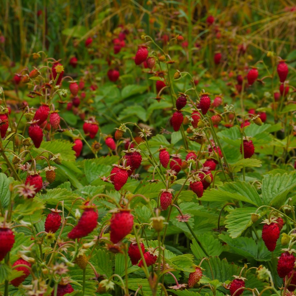 Monatserdbeeren Rügen Samen - Fragaria vesca - Erdbeersamen Produktbild 6