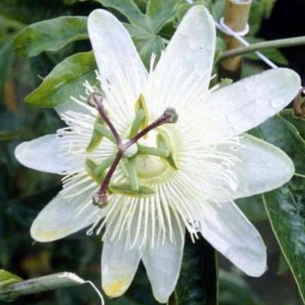 Passiflora caer. 'Constance Elliot' - Passionsblume 'Constance Elliot' 50-60 cm | Topf