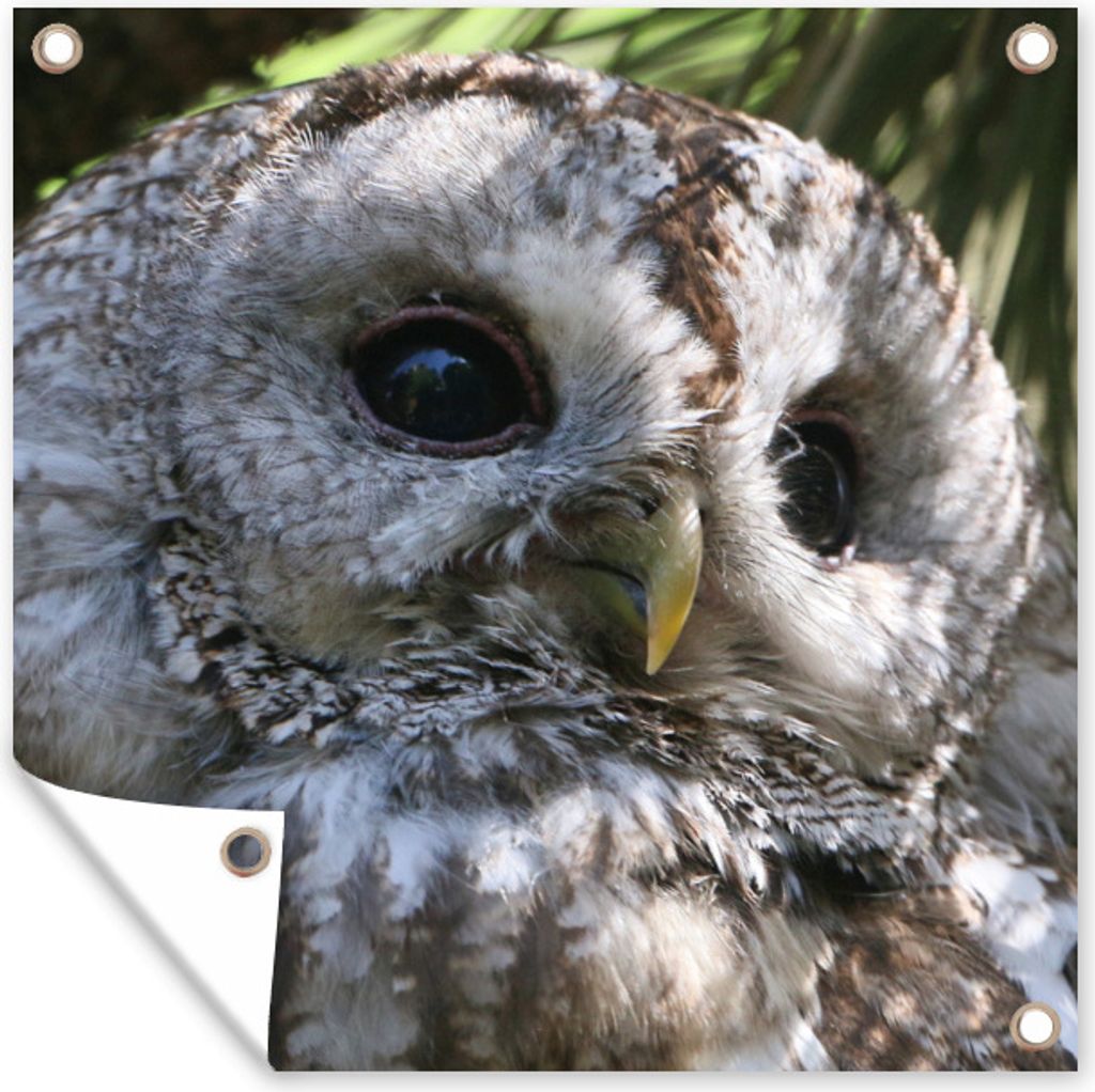 MuchoWow 100x100 cm Outdoor-Poster Gartendeko Sichtschutz Garten Poster für den Garten Nahaufnahme eines Waldkauzes