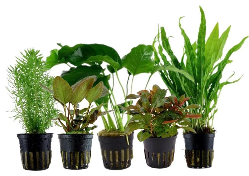 Pflanzen Set mit 5 Mittelgrund Topf Aquarium Wasserpflanzen Produktbild 