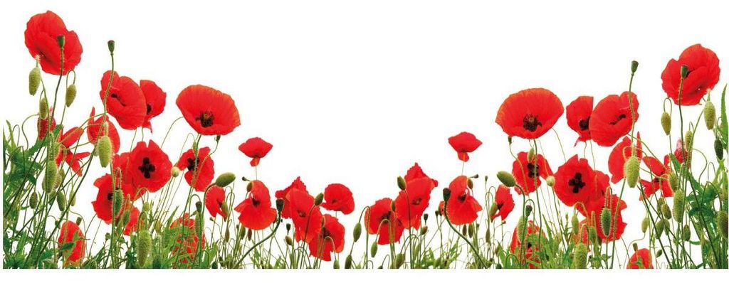 Sichtschutzfolie – Mohnblumen – Aufkleber für Fenster und Duschtüren – 40 x 100 cm