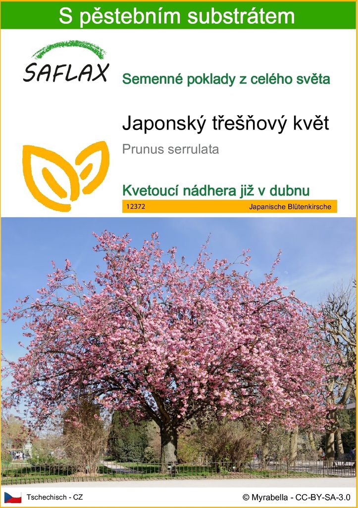 SAFLAX - Japonský třešňový květ - Prunus serrulata - 30 Obrázek produktu 