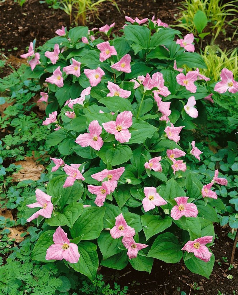 Trillium erectum, Rote Dreizackblume, ca. 9x9 cm Topf