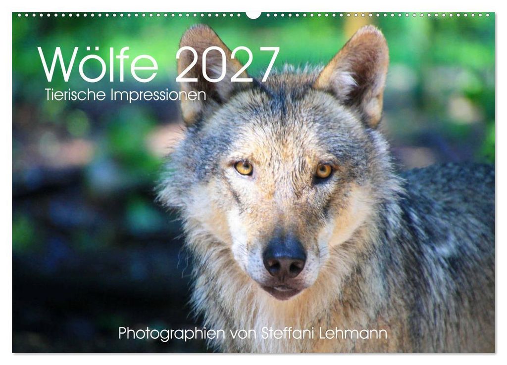 Wölfe 2027. Tierische Impressionen (Wandkalender 2027 DIN A2 quer), CALVENDO Monatskalender