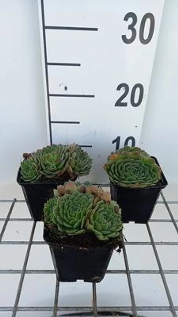 Plante grasse d'extérieur Sempervivum grandiflorum lot de 6 pièces