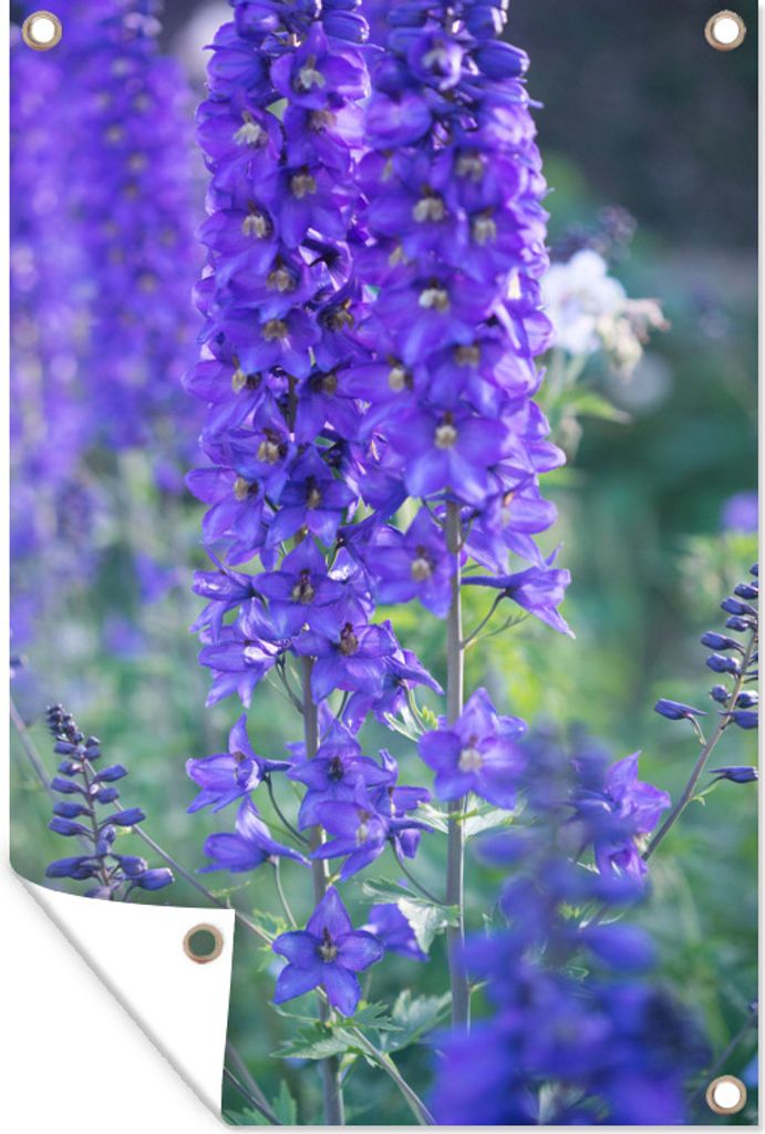 MuchoWow 60x90 cm Outdoor-Poster Gartendeko Sichtschutz Garten Poster für den Garten Lila Rittersporn blüht in einer grünen Landschaft