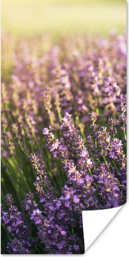 MuchoWow Poster Lavendel auf einem Feld 80x160 cm - Kinderzimmer