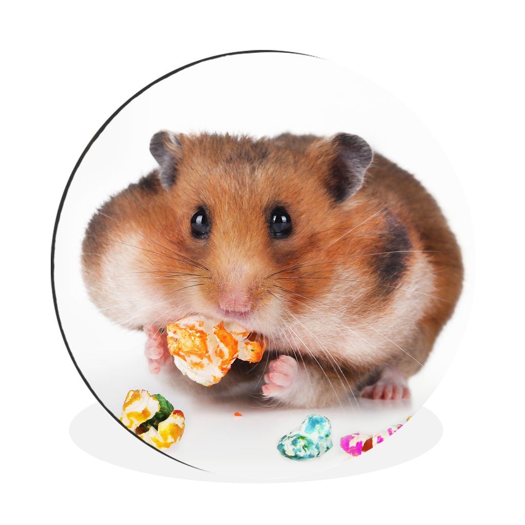 MuchoWow Aluminium Wandkreis Hamster frisst buntes Futter Ø 60 cm Wanddeko Modern Wohnzimmer - Wand Kreis - Wandbild - Schlafzimmer - Aluminium ...