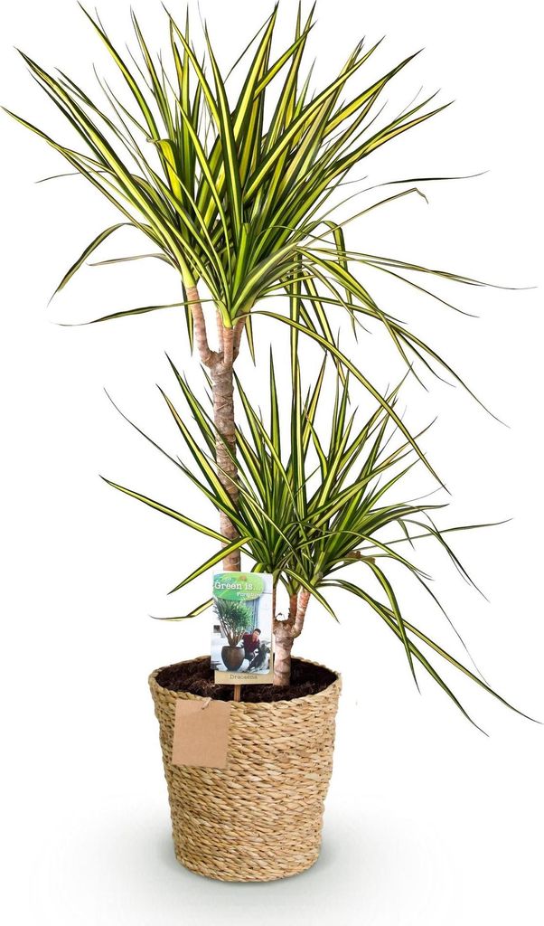 Dracaena Sunray – 90-100cm – 21cm mit Korb – Pflegeleichter Drachenbaum – Grün-Gelbes Blattwerk – Dekorative Zimmerpflanze für Wohnzimm...