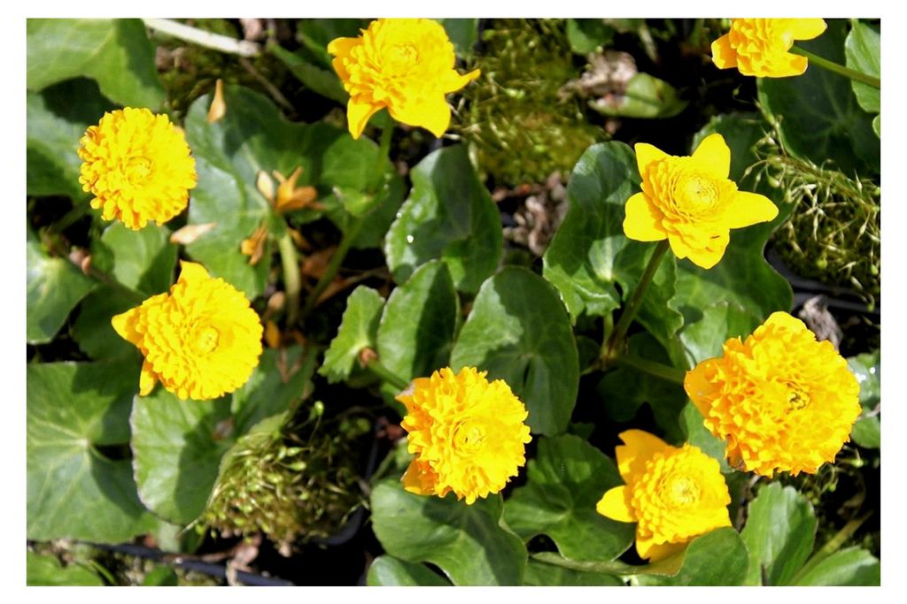 2er-Set - Caltha palustris 'Multiplex' - gefüllte Sumpfdotterblume, gelb