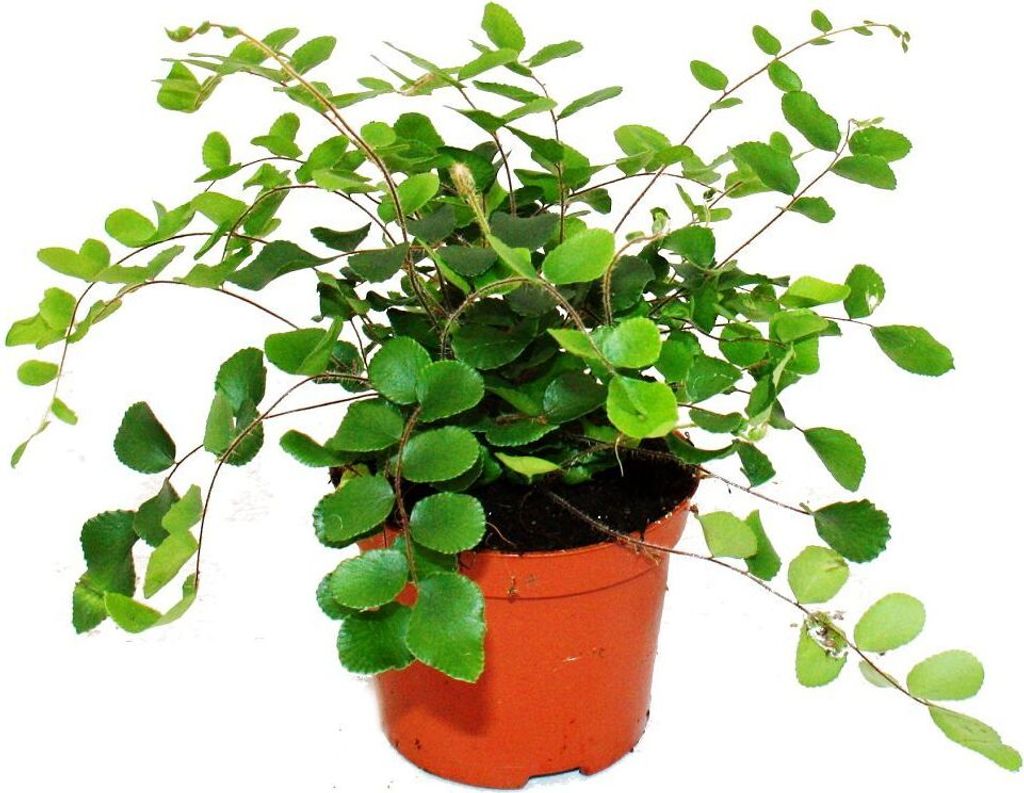 Pellae Pellaea rotundifolia - Pelle ou fougère primitive du monde