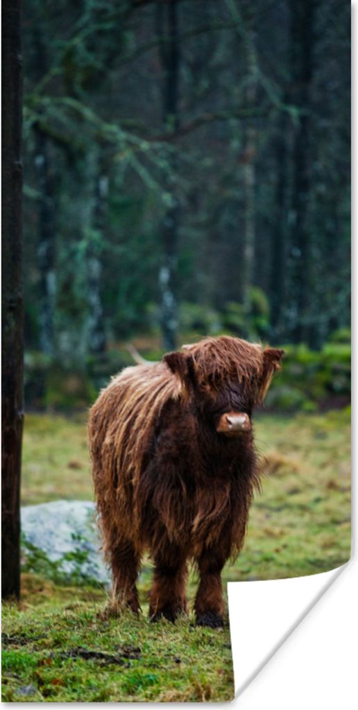 MuchoWow Poster Schottischer Hochländer - Wald - Moos 40x80 cm - Dekoration