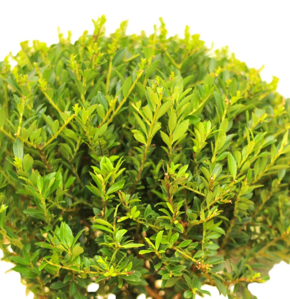 Japanische Stechpalme Ilex crenata Twiggy immergrün 40 - 60 cm