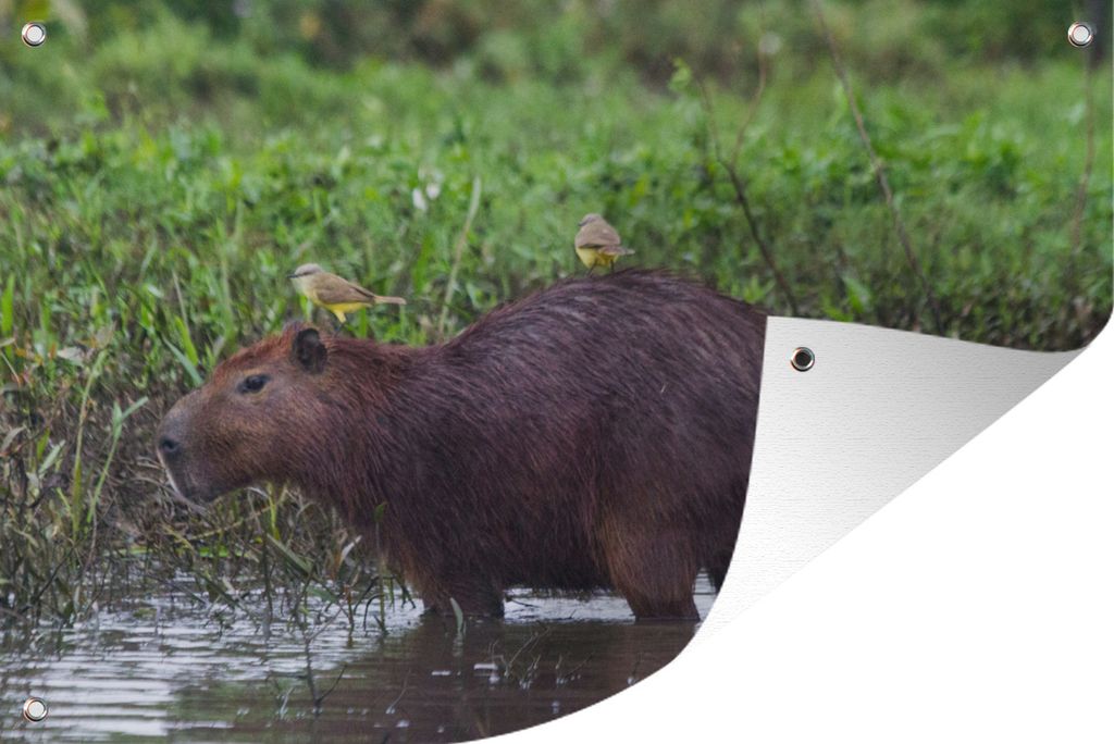 MuchoWow 90x60 cm Outdoor-Poster Gartendeko Sichtschutz Garten Poster für den Garten Ein Wasserschwein in einem Sumpfgebiet