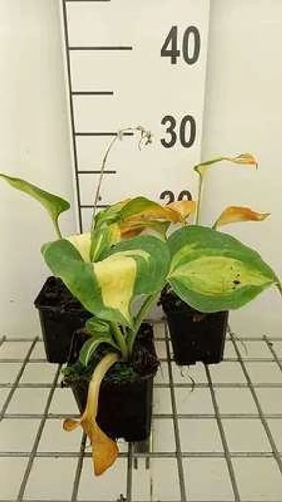 Hosta Great Expectations 9x9cm : lot de 6 pour jardin sans soleil
