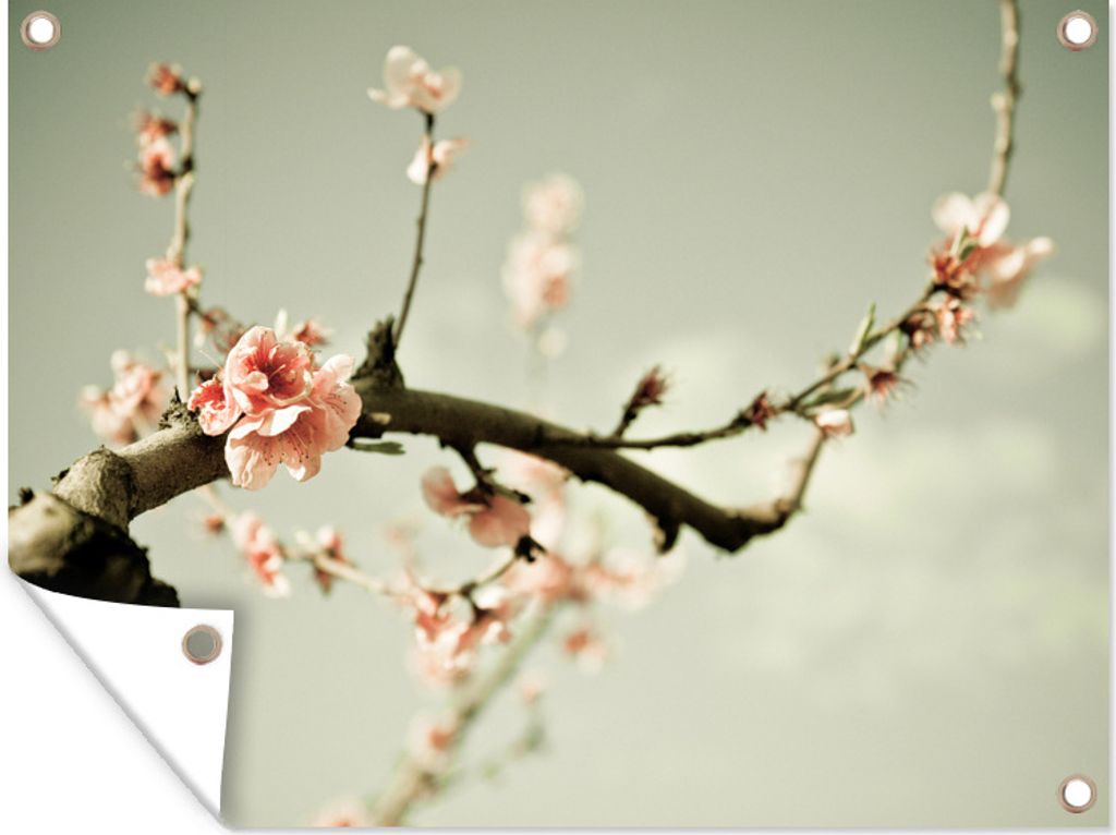 MuchoWow 80x60 cm Outdoor-Poster Gartendeko Sichtschutz Garten Poster für den Garten Zweig mit Pfirsichblüte