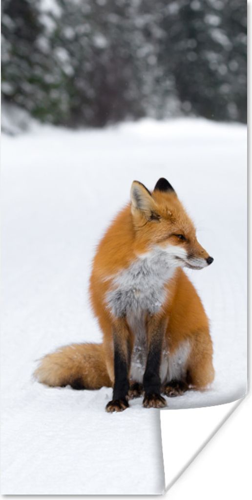 MuchoWow Poster Fuchs - Schnee - Winter 40x80 cm - Dekoration