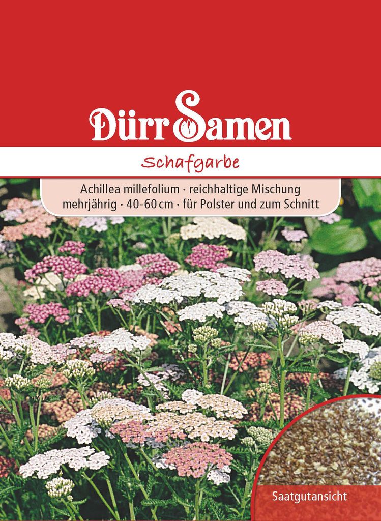Artikelbild 1 von 'Edelgarbe & Schafgarbe Mischung' aus der Kategorie Schafgarbensamen