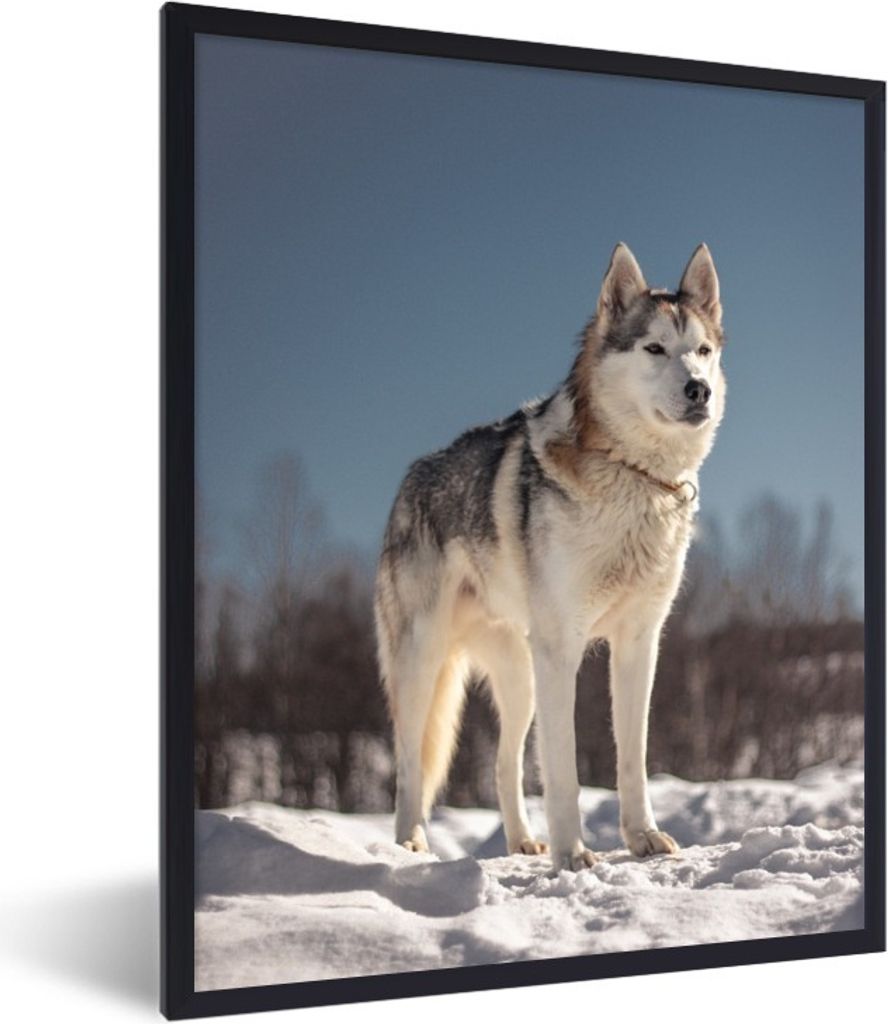 MuchoWow Gerahmtes Poster Husky im Schnee 30x40 cm - Poster mit Schwarzem Bilderrahmen Wandposter Rahmen Foto Bilder - Wanddeko - Kunstdrucke