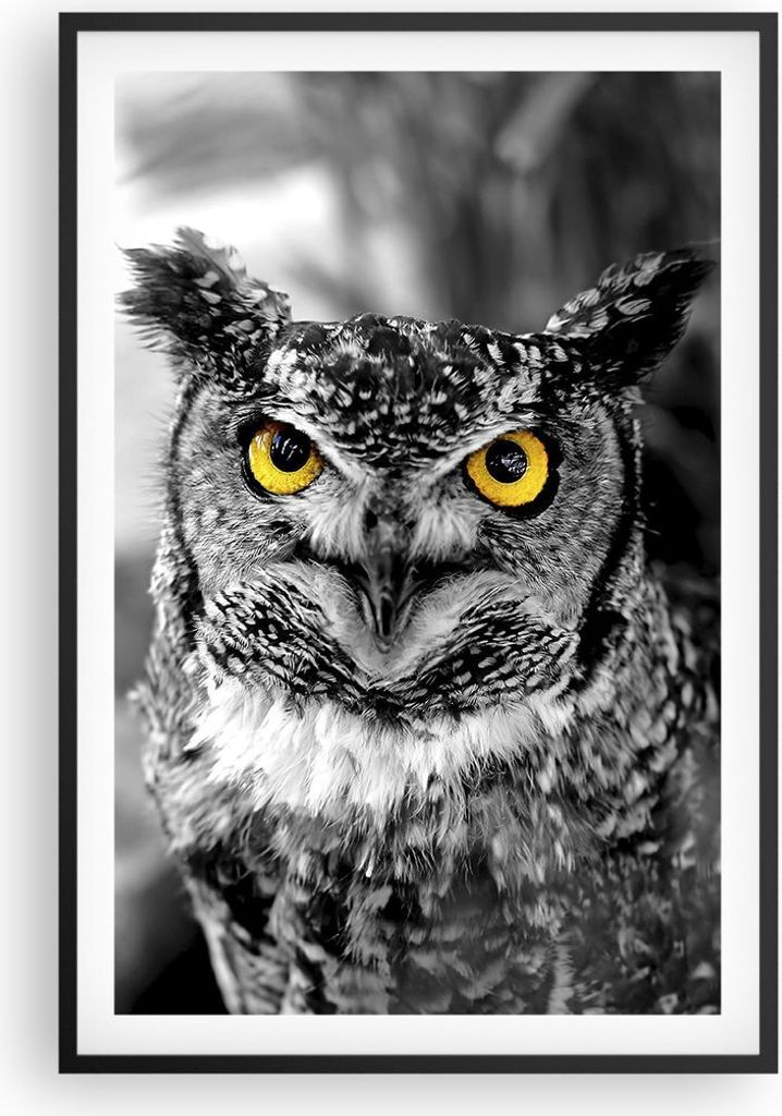 Gerahmtes Poster - Schwarzer Rahmen - Eule Vogel Natur - 61x91,5 cm - Wand Bild - Wanddeko - Wandbilder - Kunstposter - Wandposter - Bilderrahmen -...