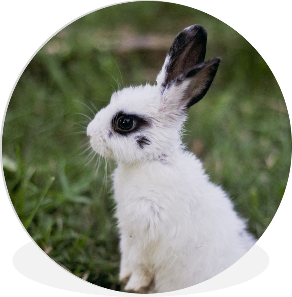 MuchoWow Rundes Wandbild - Runde Bilder Kaninchen - Baby - Weiß - Schwarz Ø 90 cm Kreis Wanddekoration Kunststoff - Wandkreis - Wandschmuck - W...
