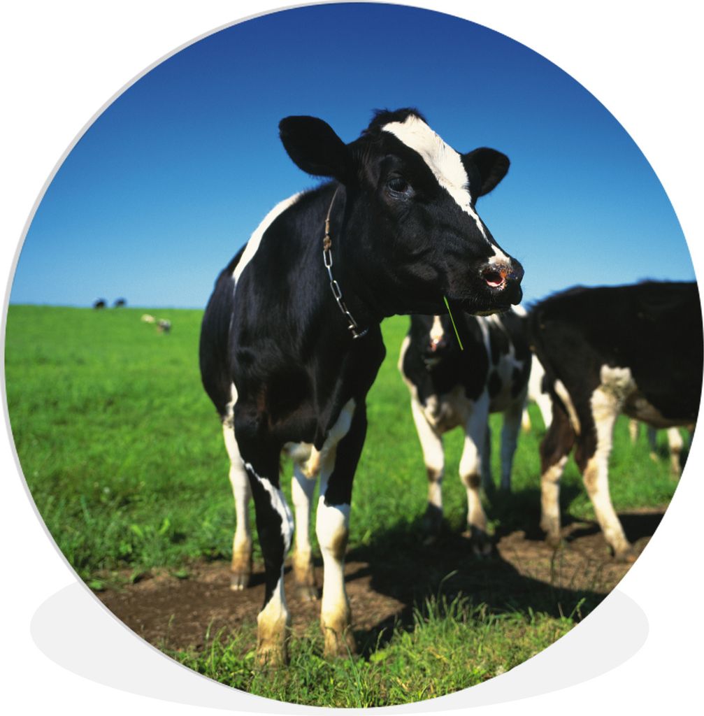 MuchoWow Rundes Wandbild - Runde Bilder Kuh - Gras - Tiere Ø 30 cm Kreis Wanddekoration Kunststoff - Wandkreis - Wandschmuck - Schlafzimmer - Bi...