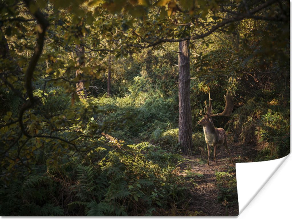 MuchoWow Poster Hirsch - Geweih - Wald - Herbst 40x30 cm - Plakate für die Wände - Poster Wohnzimmer