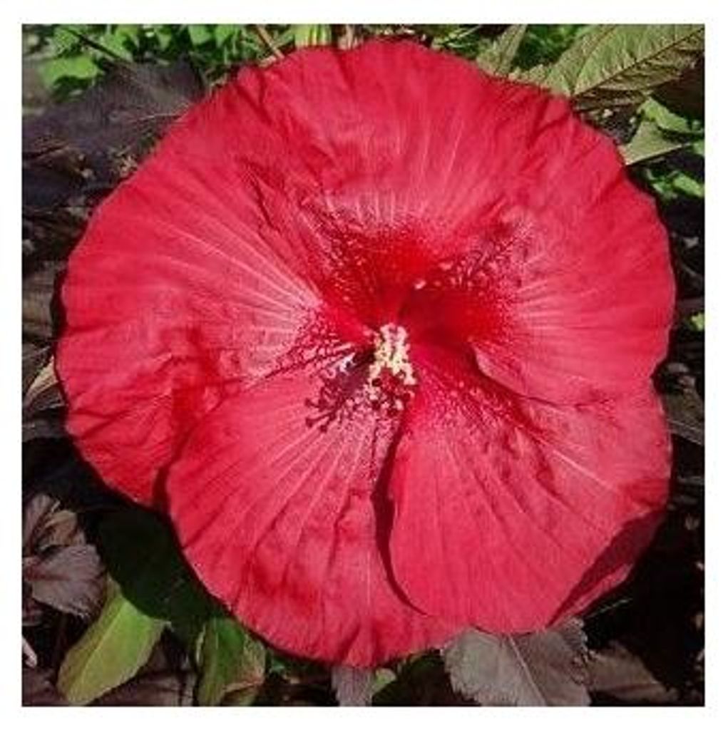 XXL Hibiscus Carousel Geant Red Giant Hibiscus Hibiskus Zdjęcie produktu 