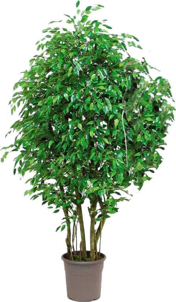 artplants.de Deko Birkenfeige SORAVIA, Natürliche Stämme, grün, 175cm - Italy - Kunstficus