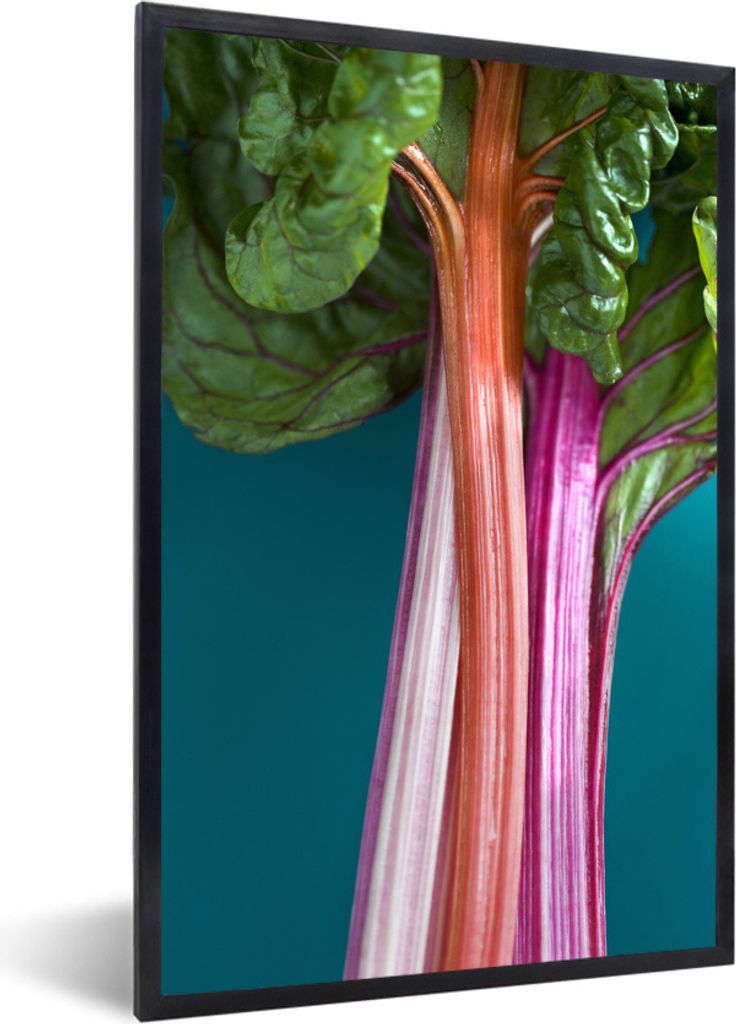 MuchoWow Gerahmtes Poster Farbiger Rhabarber vor blauem Hintergrund 60x90 cm - Poster mit Schwarzem Bilderrahmen Wandposter Rahmen Foto Bilder - ...