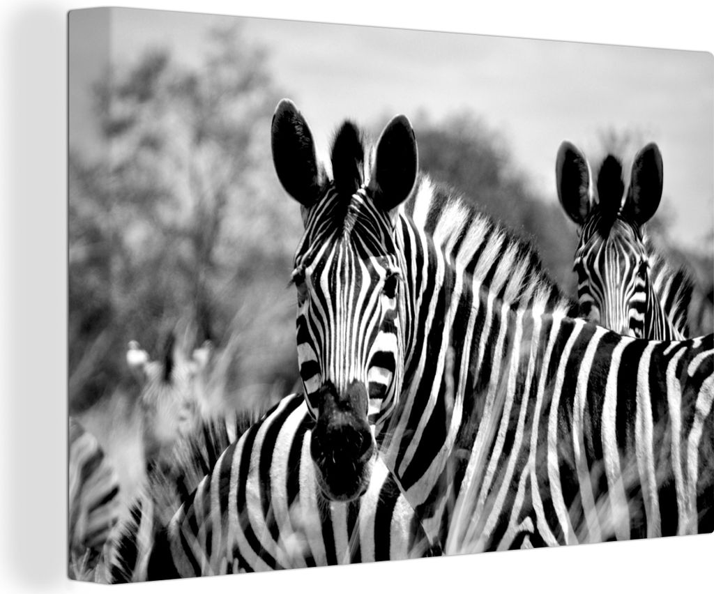 OneMillionCanvasses - Leinwandbilder - 140x90 cm, Zebra - Schwarz - Weiß - Tiere, Wandbilder Kunstdruck Wanddekoration - Foto auf Leinwand - Gem...