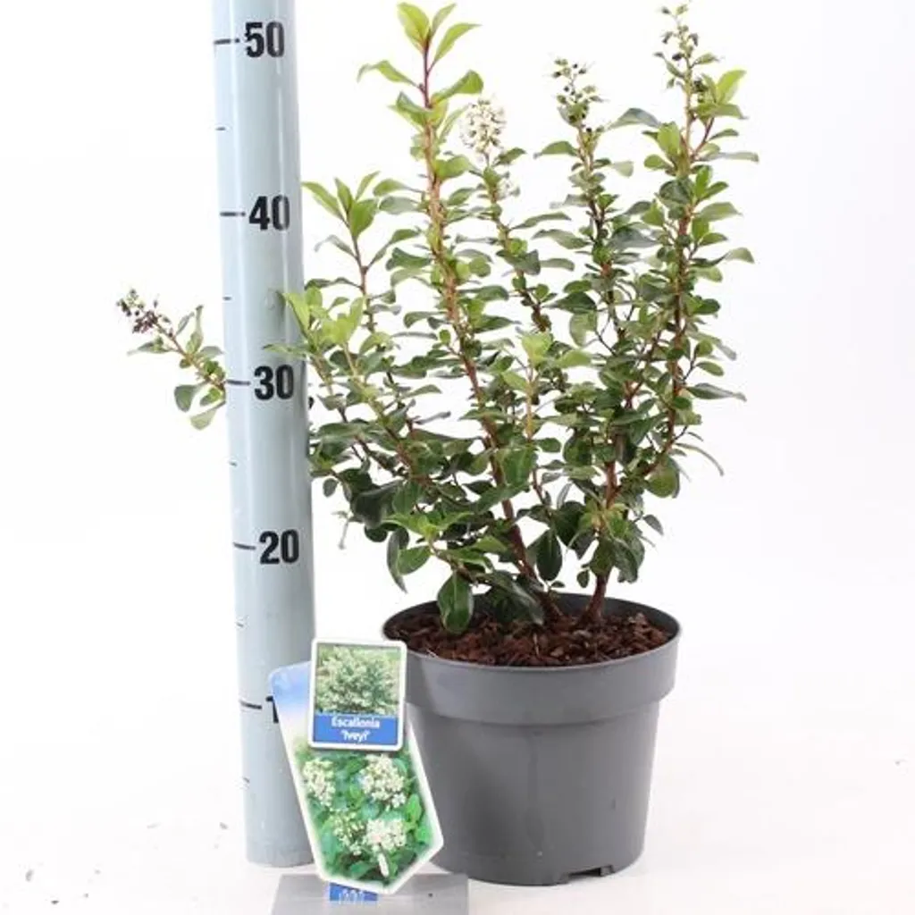 Escallonia 'Iveyi' : Arbuste à fleurs blanches et feuillage brillant - 3