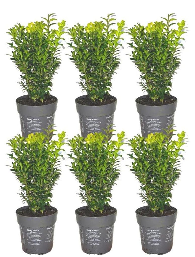 Planten van Frank | Buchsbaum (Buxus) | Buxus | Heempjes | Productafbeelding 