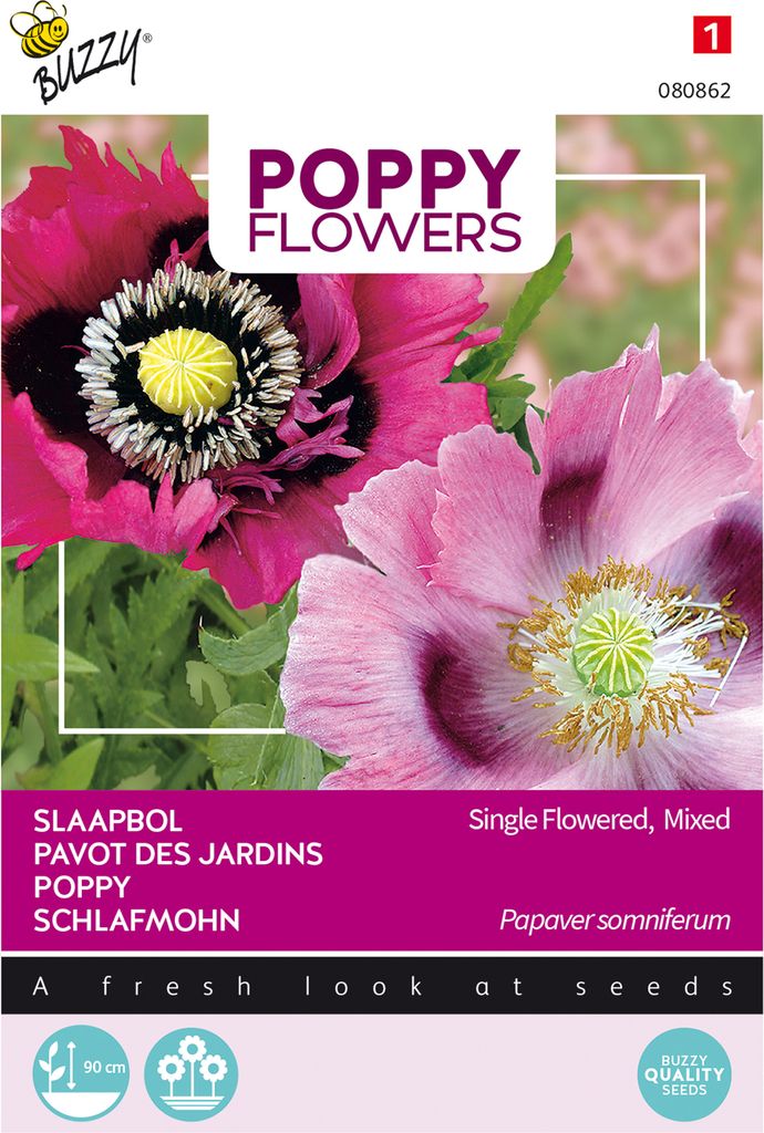 Mohnblume Somniferum Mischung | Mohnsamen von Buzzy Seeds
