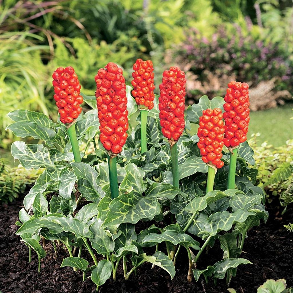 Arum Italicum Bulbi Fiori Arum italiano 3 pz. Immagine del prodotto 