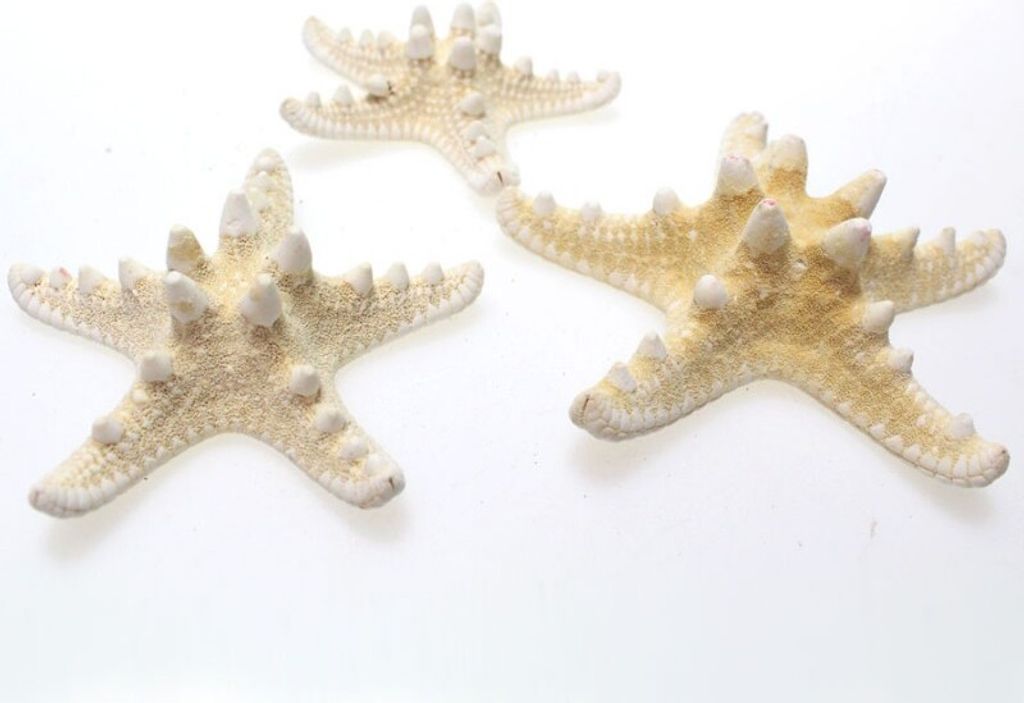 16 Seesterne echt Knobby ca7-10cm Maritim Deko starfish Strand Meer Beach Sommer