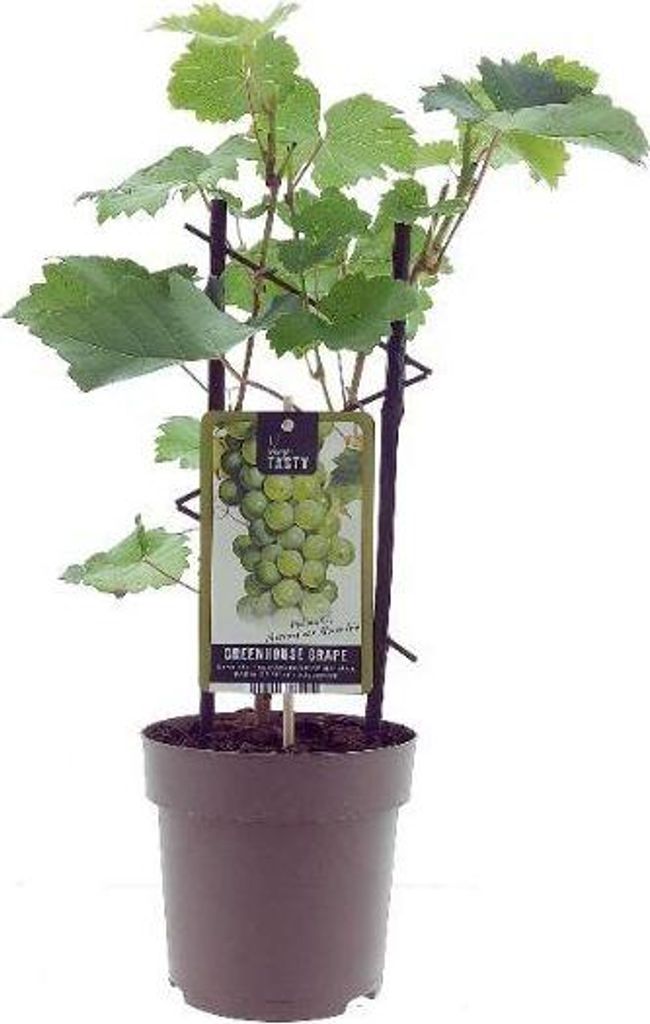 Weinrebe – Vitis Muscat d'Alexandrie – Ø15 cm – 40 cm – Süße Muskattrauben – Sonniger Standort – Für Garten & Balkon