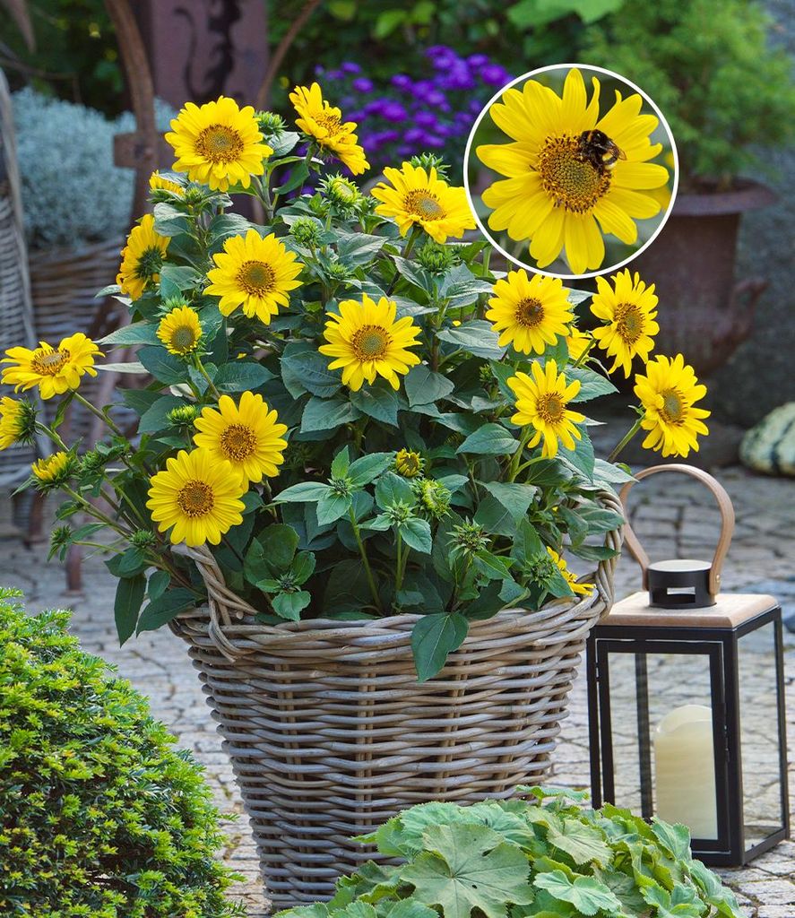 BALDUR Garten 1x Winterharte Sonnenblume SunCatcher®, Produktbild 