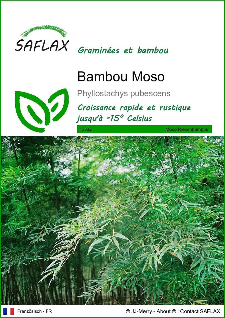 SAFLAX  - Bambou Moso - 20 graines - Phyllostachys Image du produit 