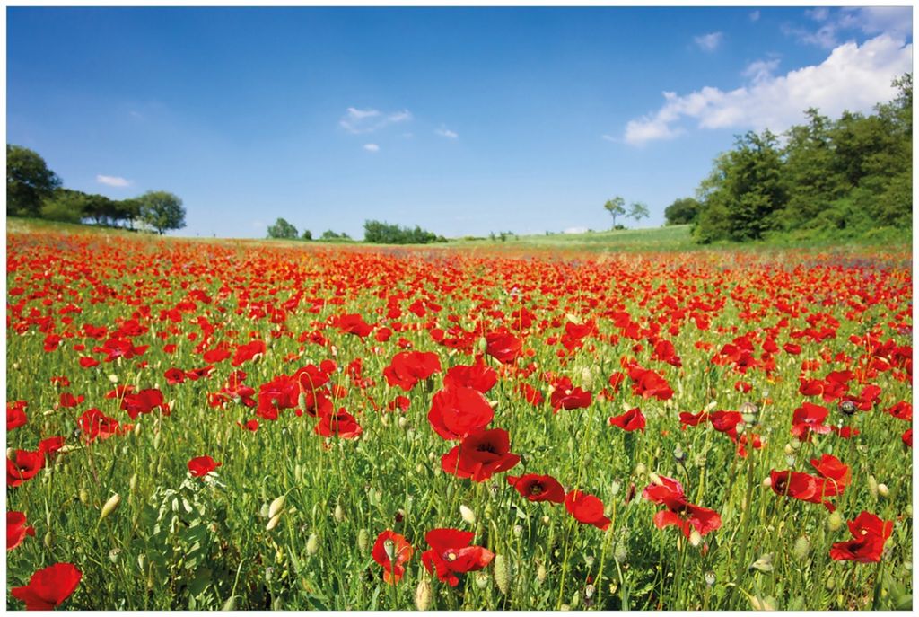 Wallario Premium Glasbild, freischwebende Optik, kräftige Farben, Größe 90 x 60 cm Motiv Mohnblumenfeld- rote Blumen unter blauem Himmel