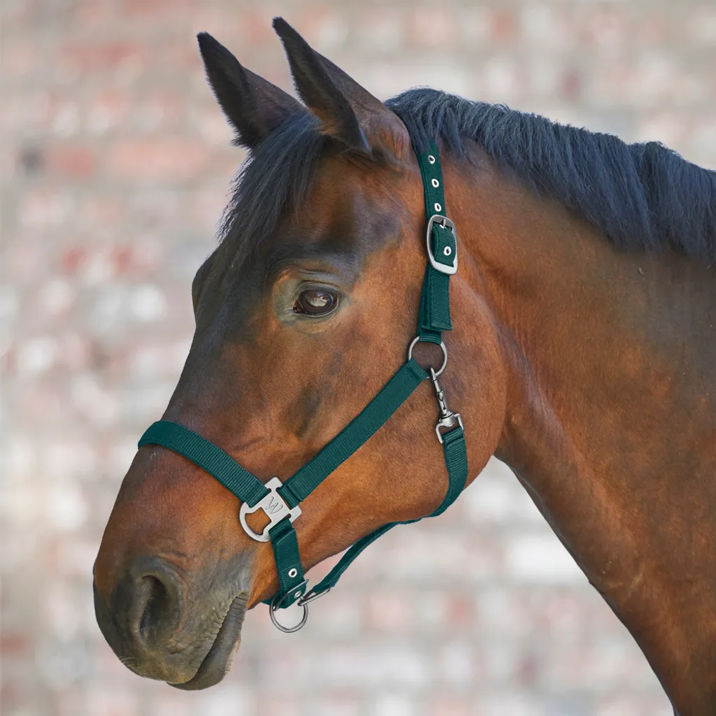 Licol de pansage Waldhausen Gloomy WB vert sapin pour votre cheval