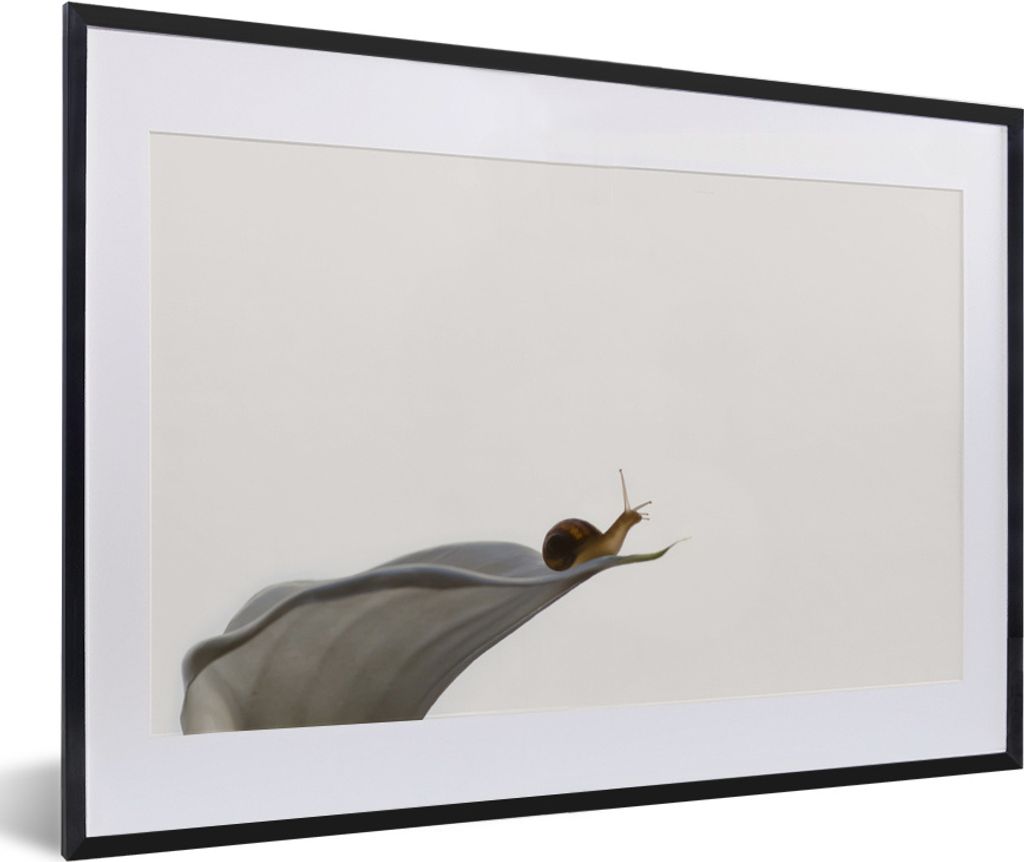 MuchoWow MuchoWow Gerahmtes Poster Schnecke - Lilie - Grau 60x40 cm - Poster mit zchwarzem Bilderrahmen - Schlafzimmer - Plakat in Rahmen - Dru...