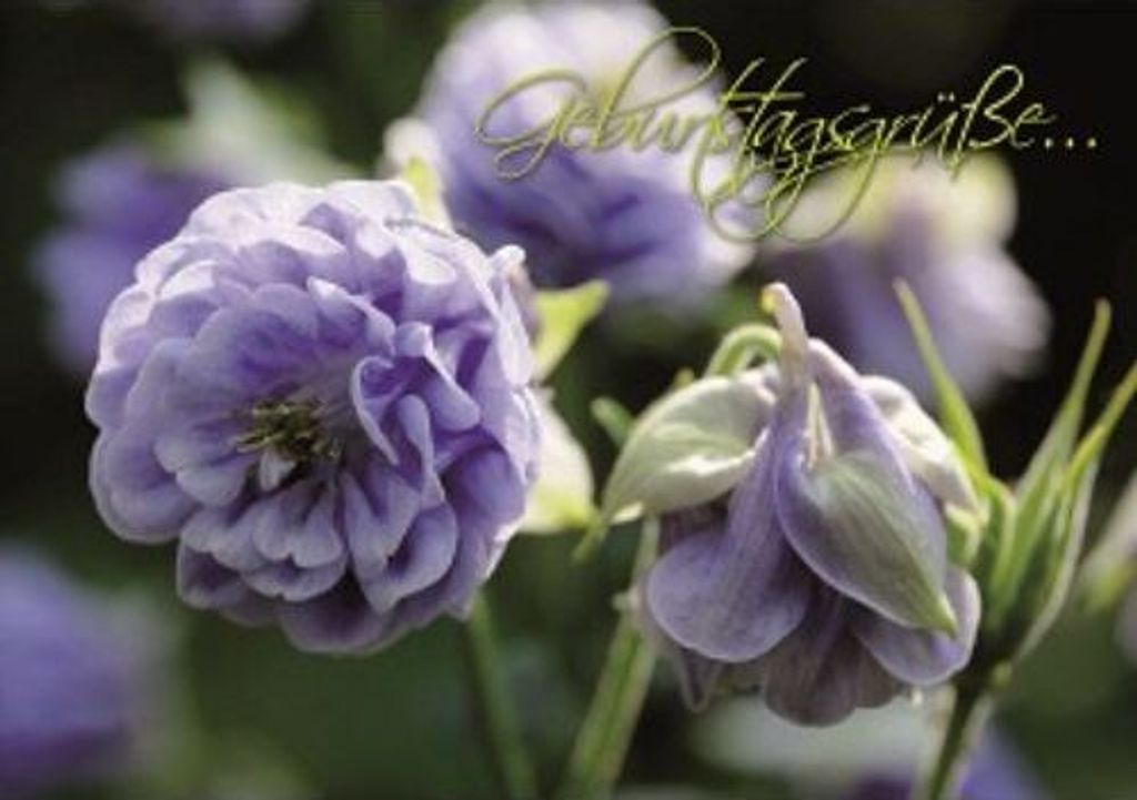 Gänseblümchen - Postkarte im Format 10,5 x 14,8 cm