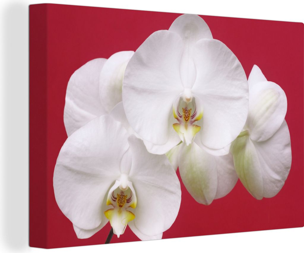 OneMillionCanvasses - Leinwandbilder - 150x100 cm, Weiße Orchidee auf Rot, Wandbilder Kunstdruck Wanddekoration - Foto auf Leinwand - Gemälde a...