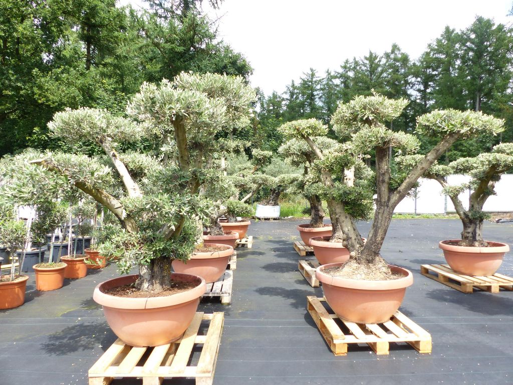 Olivenbaum Pon Pon Olive Gartenbonsai Bonsai Formgehölz, winterhart