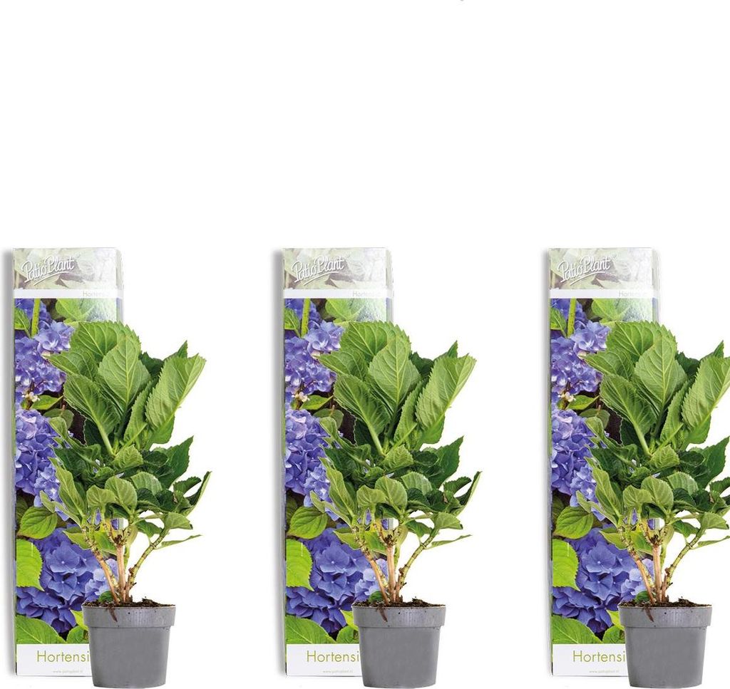 Bloomique - Lot de 3 - Hydrangea Macrophylla Early Blue - Image du produit 