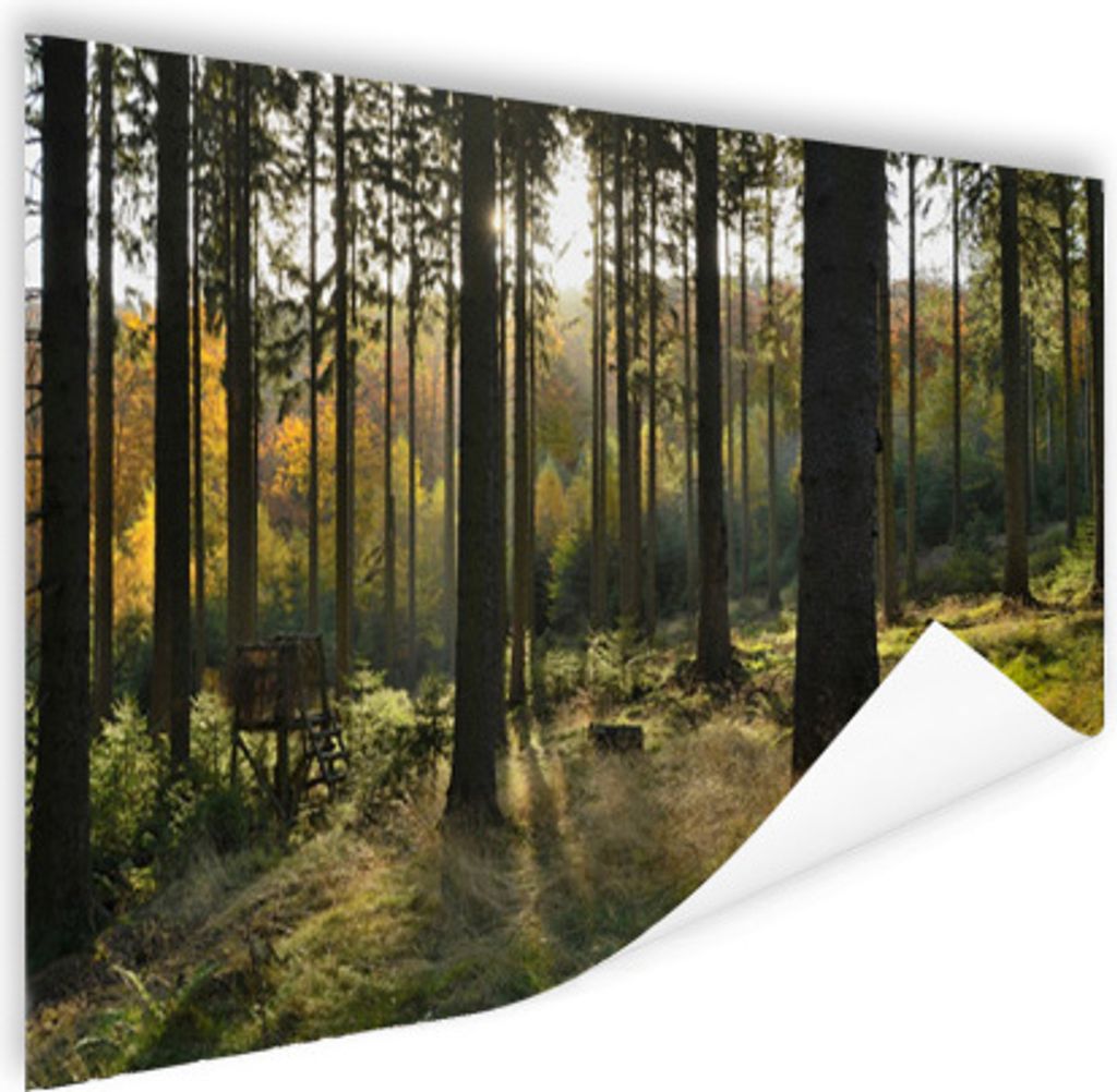 MuchoWow Poster Wald - Sommer - Sonne 90x60 cm - Schlafzimmer
