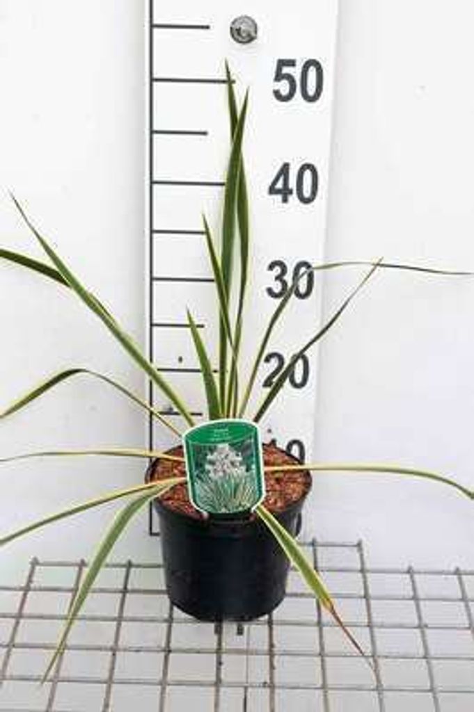 Yucca fil. 'Bright Edge' - Palmlilie Bright Edge 30- 40 cm - Container