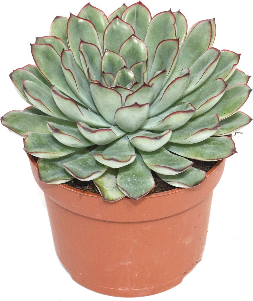 A succulent plant in a pot.
